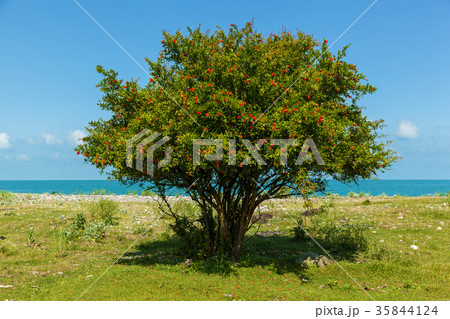 bush and flowers of pomegranate bush and flowers of pomegranate 35844124