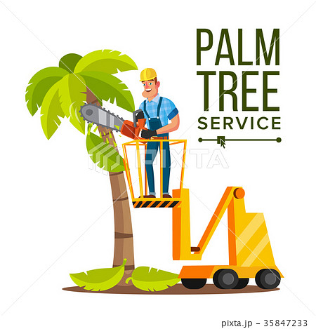 Palm Tree Care Vector. Trimming Tree Or Removal To Palm Tree Care Vector. Trimming Tree Or Removal To 35847233