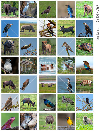African safari collage. Wildlife variety 35847762