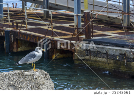 Patient and waiting for a seagull for his lunch 35848661