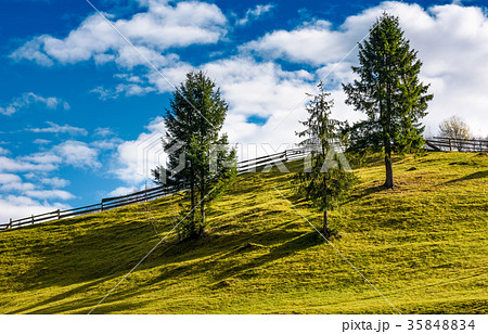 spruce trees and wooden fence on grassy hillside 35848834