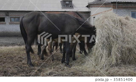 Herd of horses on a farm near a haystack Herd of horses on a farm near a haystack 35851400