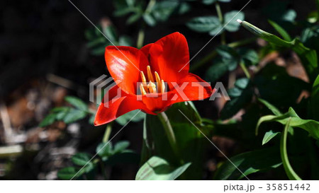 Fragile tulip flowers blossoming at sunny day. Fragile tulip flowers blossoming at sunny day. 35851442
