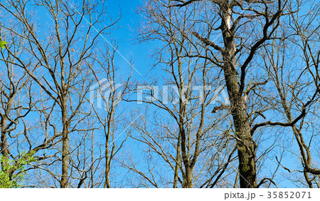 Background of dry branches Background of dry branches 35852071