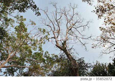 Tall tropical trees and blue sky from bottom view Tall tropical trees and blue sky from bottom view 35852072