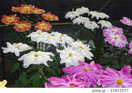 菊 菊 35852077
