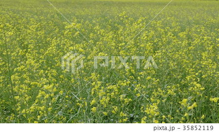 Flowering field of yellow canola in the wind Flowering field of yellow canola in the wind 35852119