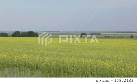 Flowering field of yellow canola, landscape Flowering field of yellow canola, landscape 35852132