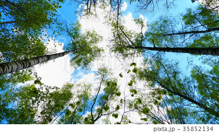 European mixed forest. Tops of the trees. European mixed forest. Tops of the trees. 35852134