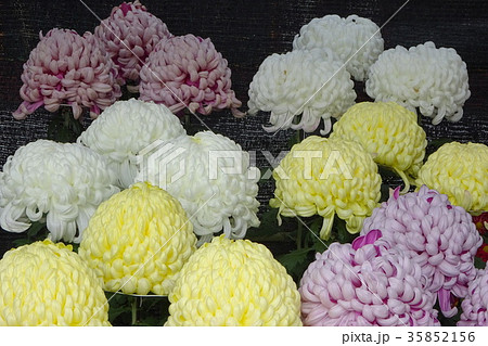 菊 菊 35852156