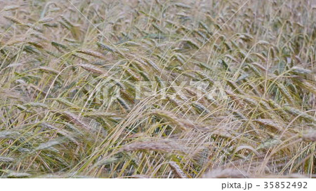Fields of wheat at the end of summer fully ripe 35852492