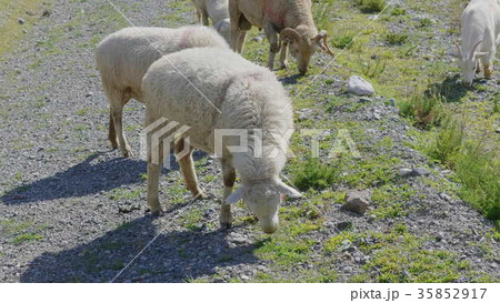 Group of sheep gazing, walking and resting  35852917