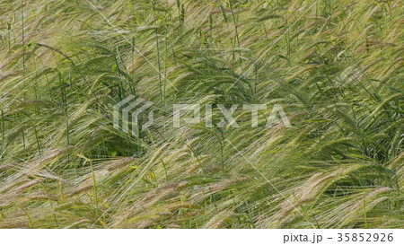 Fields of wheat at the end of summer fully ripe 35852926