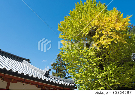 手向山八幡宮のイチョウ 35854597