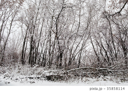 Woodland landscape with fog during a snowfall 35858114