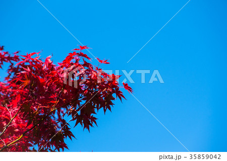 青空　紅葉 35859042