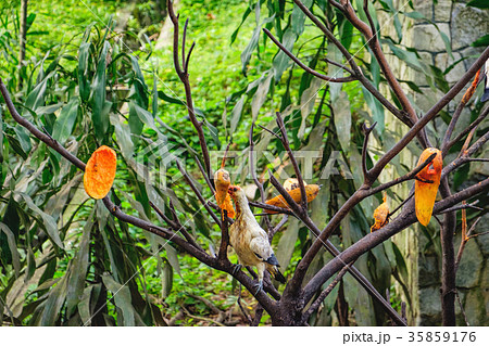 Pied Imperial Pigeons eating papaya 35859176