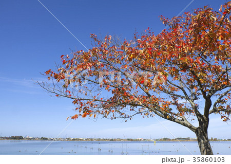 木場潟湖畔の桜木の紅葉 35860103