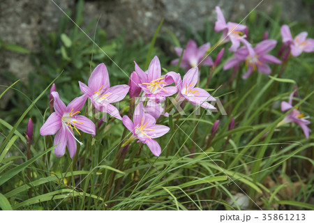 ゼフィランサス 35861213