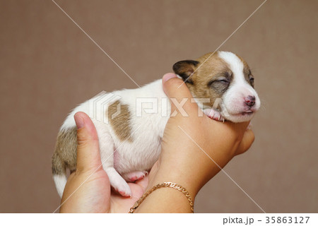 Jack Russell Terrier Puppy Jack Russell Terrier Puppy 35863127