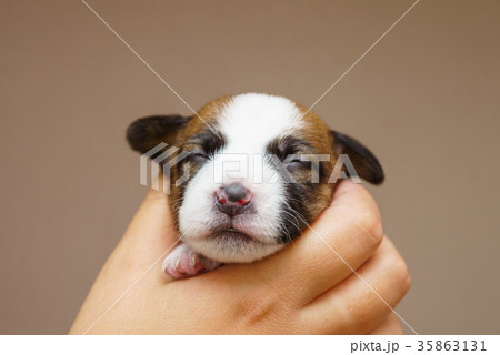 Jack Russell Terrier Puppy 35863131