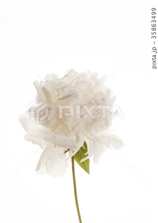 peony flower peony flower 35863499