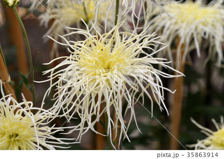 古典菊（伊勢菊） 35863914