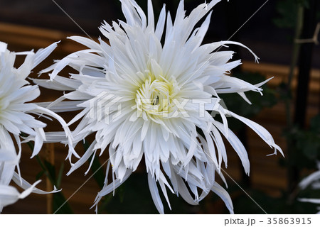 古典菊（江戸菊） 35863915