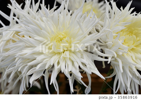 古典菊（江戸菊） 35863916