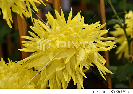 古典菊（江戸菊） 35863917