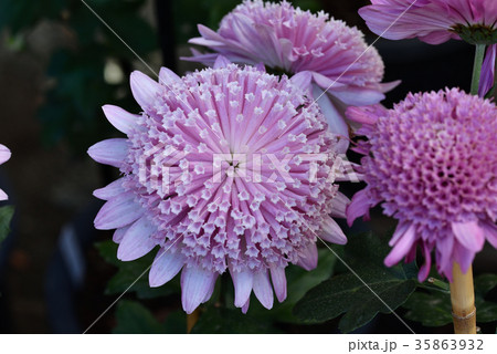 古典菊（丁子菊） 35863932