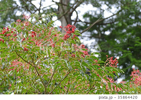 クサギの実 クサギの実 35864420