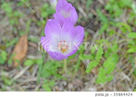 コルチカム 35864424