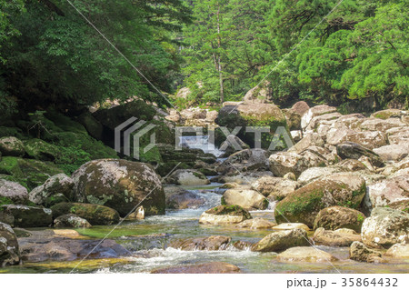 世界遺産　屋久島の渓流と森 35864432