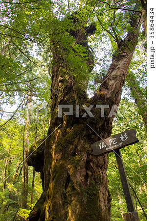 世界遺産　屋久島の屋久杉その名も”仏陀杉” 35864434