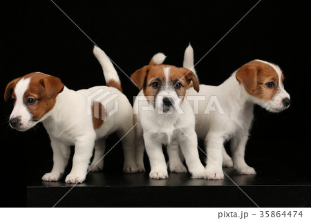 Three beautiful jack russells puppies. Close up 35864474