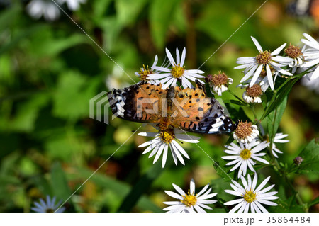 晩秋の蝶 35864484