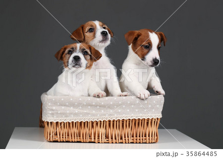 Jack russell pupies in the bed. Close up. Gray 35864485
