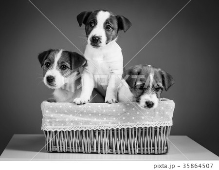 Cute jack russells in the bed. Close up. Black and Cute jack russells in the bed. Close up. Black and 35864507