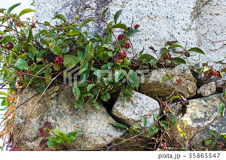 月山　富田城　大手石垣 35865547