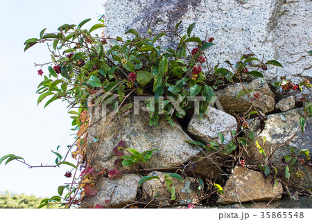 月山 富田城 大手石垣 月山 富田城 大手石垣 35865548