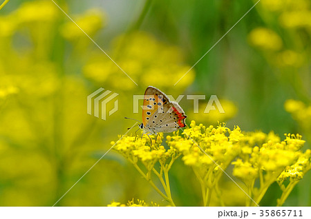 ベニシジミとオミナエシ 35865711