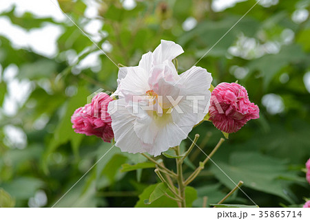 酔芙蓉 酔芙蓉 35865714