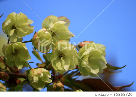 ウコンザクラ 35865720