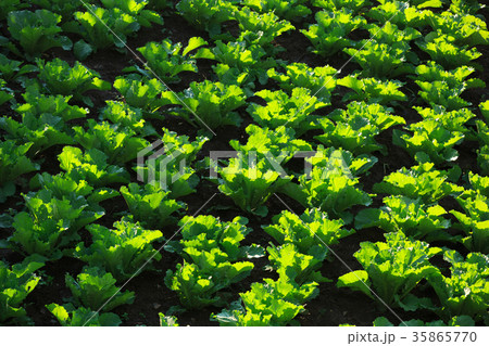 chinese cabbage in growth at field chinese cabbage in growth at field 35865770