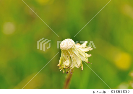 Beautiful Taraxacum flower on a green garden 35865859