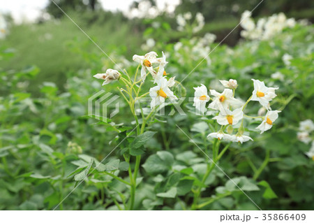 The field of flowering potatoes 35866409
