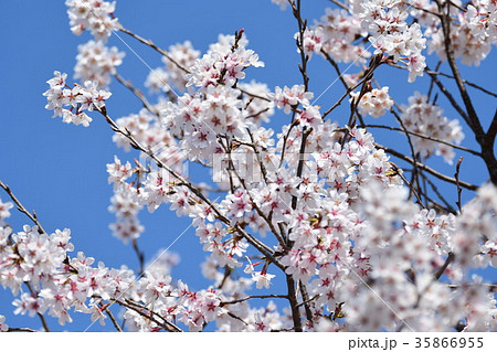 花筐桜 35866955