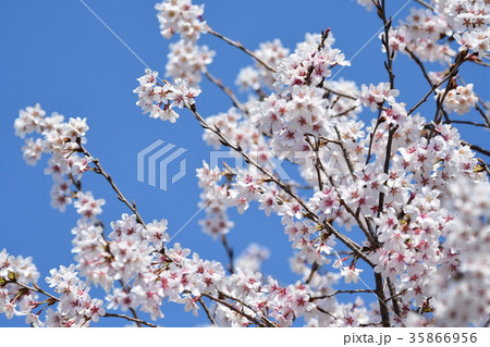 花筐桜 35866956