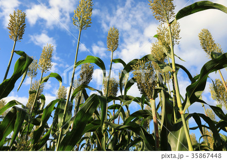 jowar grain sorghum crop farm under blue sky 35867448